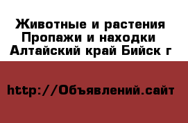 Животные и растения Пропажи и находки. Алтайский край,Бийск г.